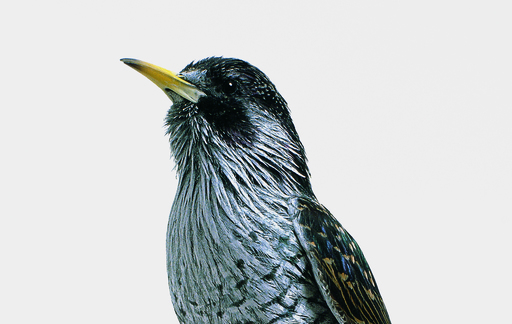 Common Starling Series